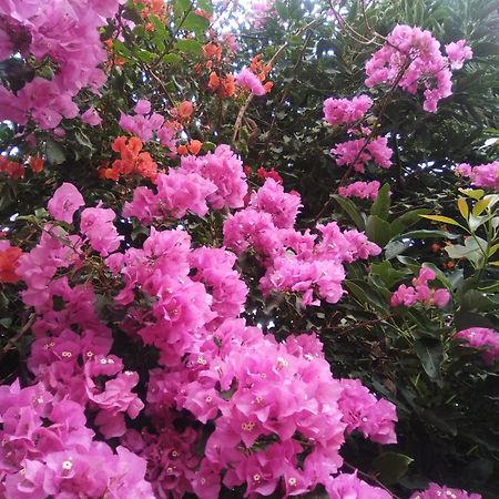 Mar De Flores Vega de San Mateo Dış mekan fotoğraf