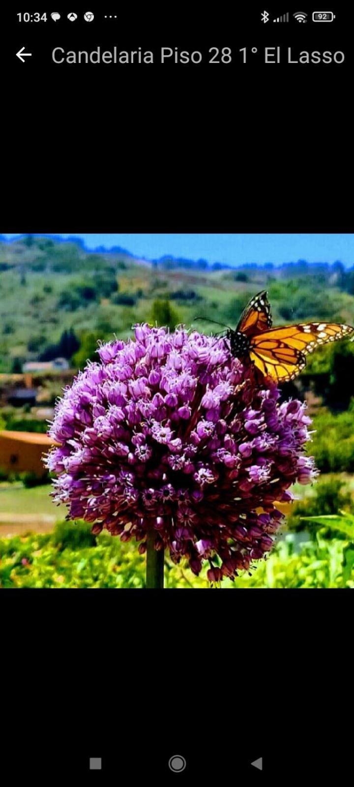 Mar De Flores Vega de San Mateo Oda fotoğraf